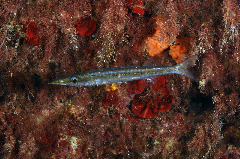 juvenile Sphyraena cf. viridensis